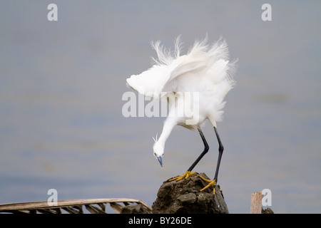 Seidenreiher (Egretta Garzetta) bei Palatupana Saltern nahe Yala NP, Sri Lanka. Stockfoto