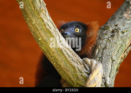 Red Ruffed Lemur (Varecia Variegata Rubra). Stockfoto