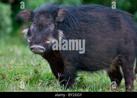 Eine selten gesehene Riesen Schwein in Salient des Aberdare-Nationalparks. Stockfoto