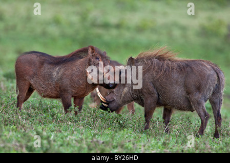 Warzenschwein Gruß oder Freundschaft in der Salient des Aberdare-Nationalparks. Stockfoto