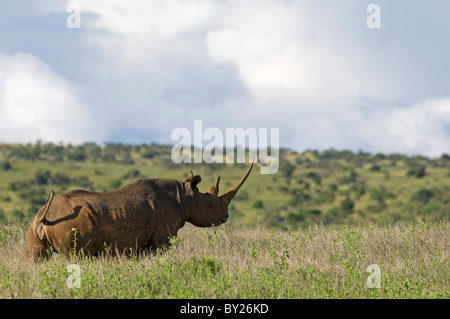 Kenia, Laikipia, Lewa Downs.  Eines das Spitzmaul-Nashorn für die Lewa Downs berühmt ist. Stockfoto