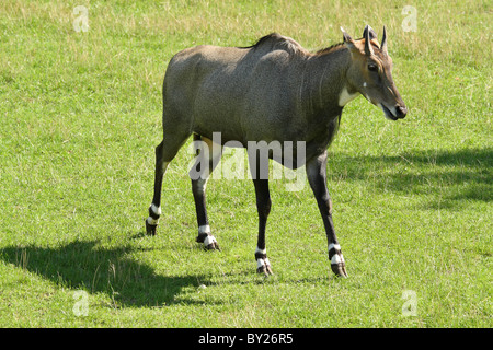 Jackale (Boselaphus Tragocamelus). Stockfoto