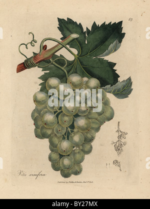 Grüne Trauben, Reben und Blättern, Vitis Vinifera. Stockfoto
