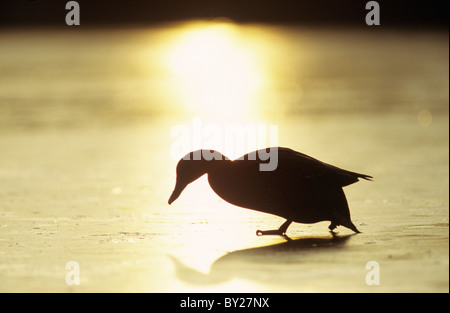 Stockente auf zugefrorenen See bei Sonnenaufgang, Yorkshire, Großbritannien Stockfoto