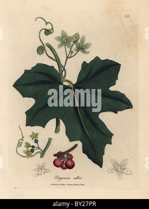 Weiß blühende Bryony mit roten Beeren, Bryonia Alba. Stockfoto