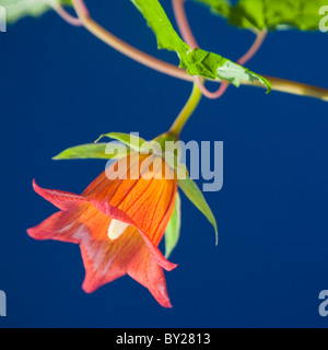 Canariensis Kanarische oder die Kanarischen Glockenblume in Blüte vor blauem Himmel. Stockfoto