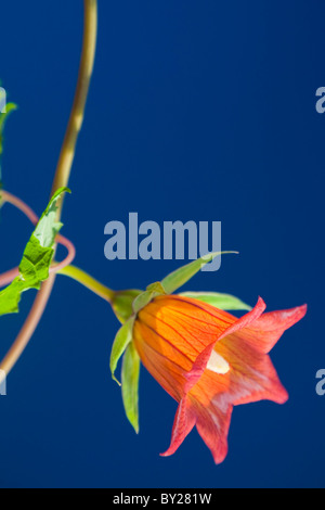 Canarina Canariensis oder die Kanarischen Glockenblume in Blüte vor blauem Himmel. Stockfoto