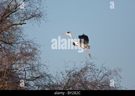 Graureiher im Flug wieder in das Nest mit einem Zweig als Nistmaterial verwenden Stockfoto