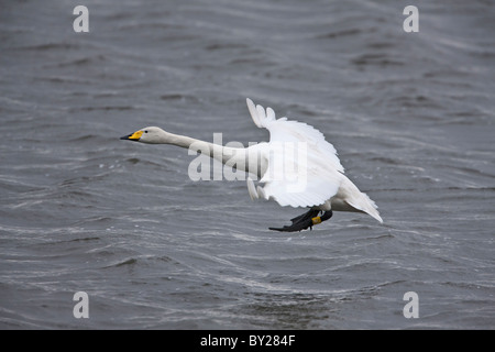 Singschwan, die über dem Wasser Stockfoto