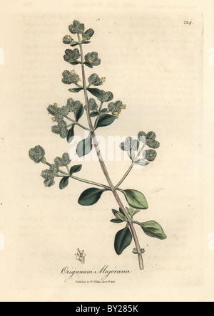 Gelb blühende Sweet Majoran, Origanum Majorana. Stockfoto