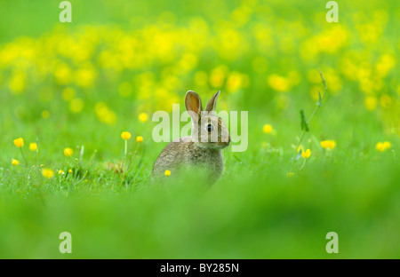 Wildkaninchen in Butterblume Feld, Shropshire, UK Stockfoto