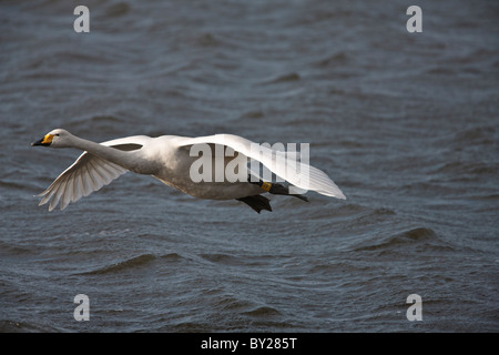 Singschwan, die über dem Wasser Stockfoto