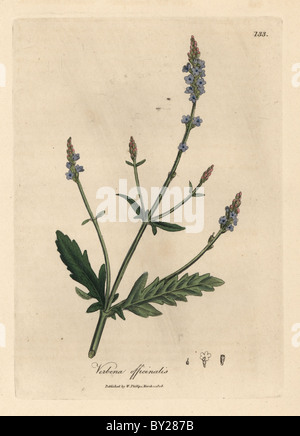 Blau blühende Eisenkraut, Verbena Officinalis. Stockfoto