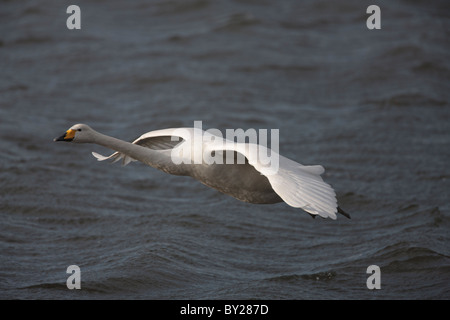 Singschwan, die über dem Wasser Stockfoto
