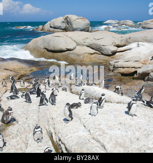 Kolonie afrikanischer Pinguine (spheniscus demersus, Black-footed Pinguin, Jackass Penguin) im Nature Resort "Felsbrocken" Stockfoto