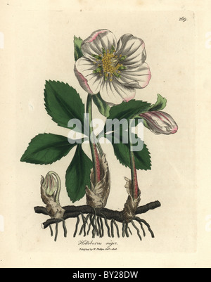 Weiß blühende schwarze Nieswurz oder Christrose, Helleborus Niger. Stockfoto