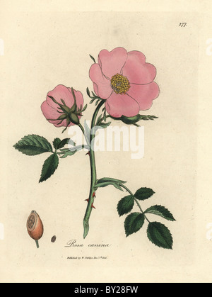 Rosa Hund stieg mit Hagebutte, Rosa Canina. Stockfoto