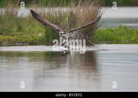 Osprey Fang einer Forelle aus einem schottischen Loch Stockfoto