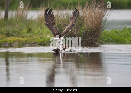 Osprey Fang einer Forelle aus einem schottischen Loch Stockfoto