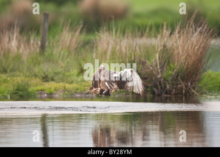 Osprey Fang einer Forelle aus einem schottischen Loch Stockfoto