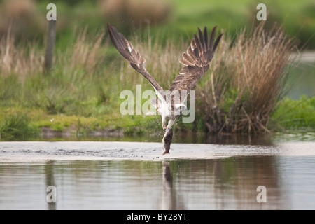 Osprey Fang einer Forelle aus einem schottischen Loch Stockfoto