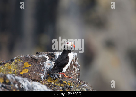 Osprey Fang einer Forelle aus einem schottischen Loch Stockfoto