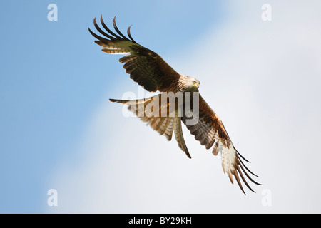 Rotmilan im Flug gegen eine trübe blauer Himmel Stockfoto