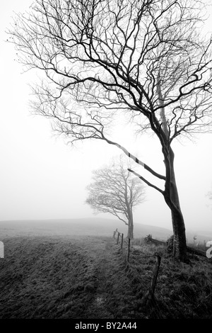 Nebel am Cherhill, Wiltshire, England. Stockfoto