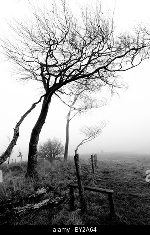 Nebel am Cherhill, Wiltshire, England. Stockfoto