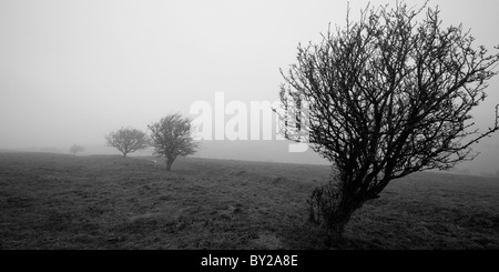 Nebel am Cherhill, Wiltshire, England. Stockfoto