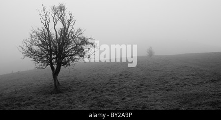 Nebel am Cherhill, Wiltshire, England. Stockfoto