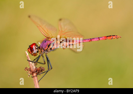 Violette Dropwing Libelle "Trithemis meistens" männlich, Portugal Stockfoto