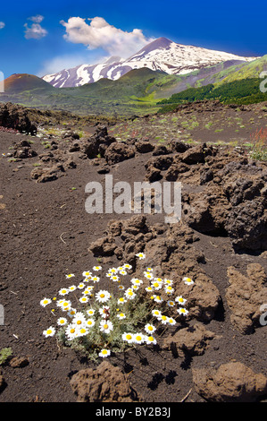 Vulkanasche an den Hängen des Ätna, aktiven olkanischen Berg, Sizilien Stockfoto