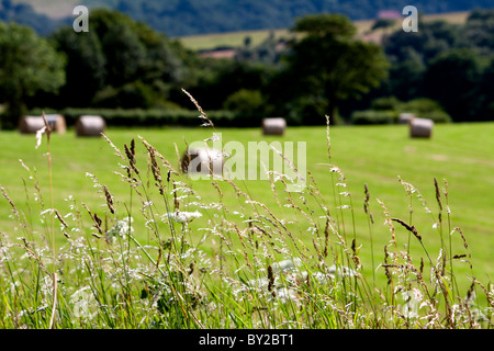 Aufgerollt Kautionen von Heu in einer Wiese, bereit, gestapelt und transportiert entfernt von der Farm kann Heu Heuschnupfen verursachen. Stockfoto