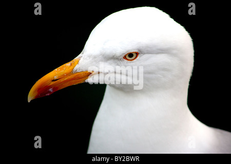 Eine Nahaufnahme der Schuss in den Kopf einer Möwe mit einem schwarzen Hintergrund. Stockfoto