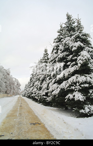 Winter-Allee mit Birken und Tannen im Schnee, Domodedovo, Moskau Region Stockfoto