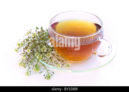 Tee Schafgarbe - Tee Schafgarbe 03 Stockfoto