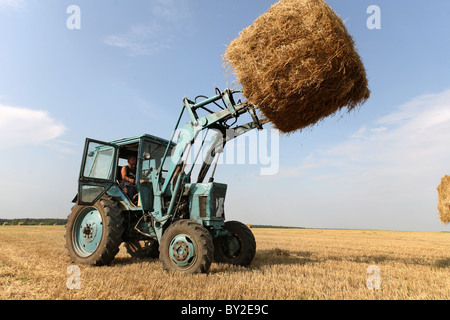 Stroh-Ernte in einer Kolchose, Dobraucy, Weißrussland Stockfoto