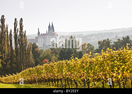 Deutschland, Sachsen, Meissen, Prinz Zur Lippe Weinberge im Herbst Stockfoto