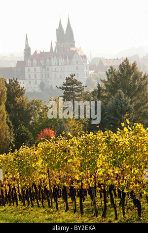 Deutschland, Sachsen, Meissen, Prinz Zur Lippe Weinberge im Herbst Stockfoto