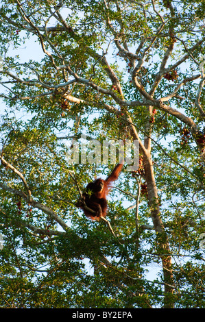 Wilde männlichen Orang-Utan Pongo Pygmaeus Essen Feigen in einem Volksheiligen von Sungai Kinabatangan in Sabah, Borneo, Malaysia Stockfoto