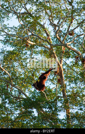 Wilde männlichen Orang-Utan Pongo Pygmaeus Essen Feigen in einem Volksheiligen von Sungai Kinabatangan in Sabah, Borneo, Malaysia Stockfoto