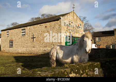 Weißes Pferd im Bruce Arms Ställe Biegert North Yorkshire Großbritannien Stockfoto