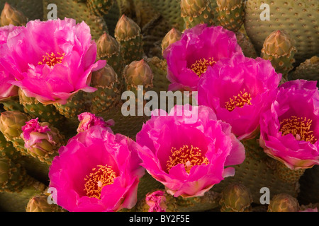 Beavertail Kaktus (Opuntia Basilaris) in der Mojave-Wüste und Joshua Tree Nationalpark, Kalifornien, USA