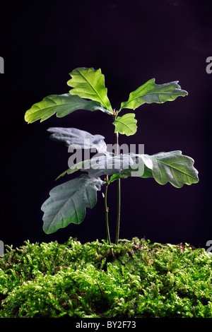 Pedunculate Eiche / englische Eiche (Quercus Robur) Entwicklungsstadium der Bäumchen, Europa Stockfoto