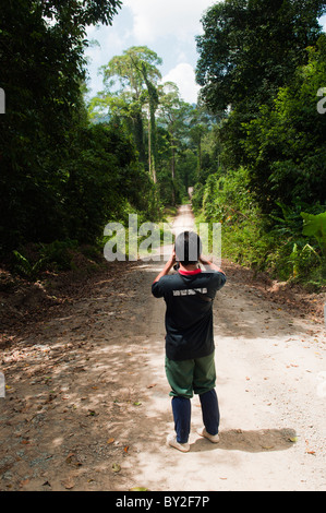 Führer auf der Suche nach Tieren auf der Straße nach Borneo Rainforest Lodge in Danum Valley Naturschutzgebiet. Stockfoto