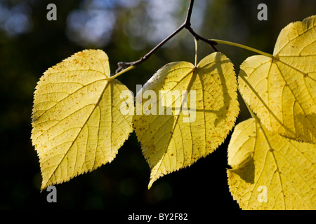 Blätter der Kalk / Linden / Baum-Linde (Tilia) im Herbst, Belgien Stockfoto