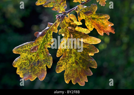 Pedunculate Eiche / Stieleiche (Quercus Robur) Blätter im Herbst, Belgien Stockfoto