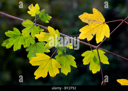 Feldahorn / Hedge-Ahorn (Acer Campestre) Blätter im Herbst, Belgien Stockfoto