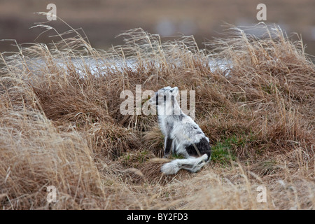 Polarfuchs (Alopex Lagopus) Erwachsene im Sommerfell, Lappland, Schweden Stockfoto